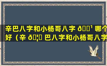 辛巴八字和小杨哥八字 🌹 哪个好（辛 🦋 巴八字和小杨哥八字哪个好一点）